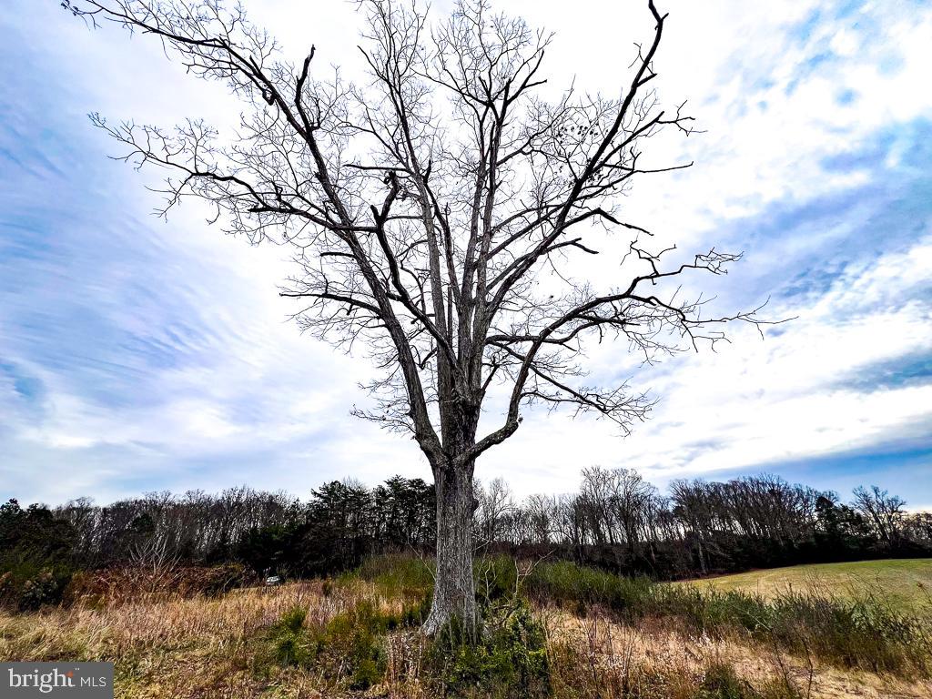 53.778 ACRES KIDDS FORK RD, MILFORD, Virginia 22514, ,Farm,For sale,53.778 ACRES KIDDS FORK RD,VACV2009258 MLS # VACV2009258 53.778 ACRES KIDDS FORK RD, MILFORD, Virginia 22514, ,Farm,For sale,53.778 ACRES KIDDS FORK RD,VACV2009258 MLS # VACV2009258