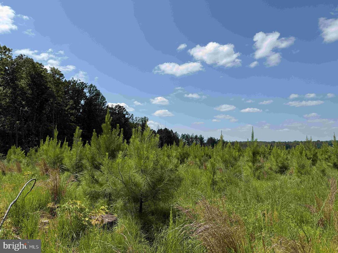 BREMO ROAD (TRACT: JR BARNES DILLION), BREMO BLUFF, Virginia 23022, ,Farm,For sale,BREMO ROAD (TRACT: JR BARNES DILLION),VAFN2000568 MLS # VAFN2000568 BREMO ROAD (TRACT: JR BARNES DILLION), BREMO BLUFF, Virginia 23022, ,Farm,For sale,BREMO ROAD (TRACT: JR BARNES DILLION),VAFN2000568 MLS # VAFN2000568