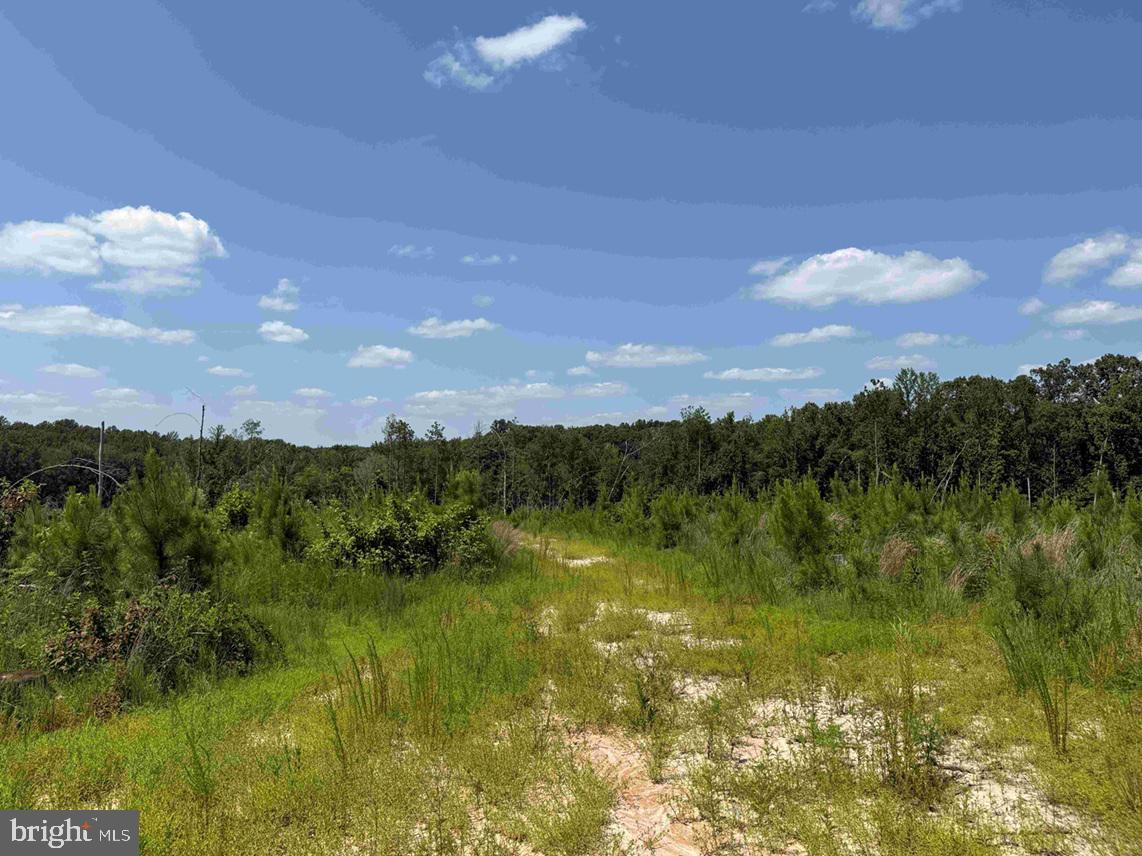 BREMO ROAD (TRACT: JR BARNES DILLION), BREMO BLUFF, Virginia 23022, ,Farm,For sale,BREMO ROAD (TRACT: JR BARNES DILLION),VAFN2000568 MLS # VAFN2000568 BREMO ROAD (TRACT: JR BARNES DILLION), BREMO BLUFF, Virginia 23022, ,Farm,For sale,BREMO ROAD (TRACT: JR BARNES DILLION),VAFN2000568 MLS # VAFN2000568