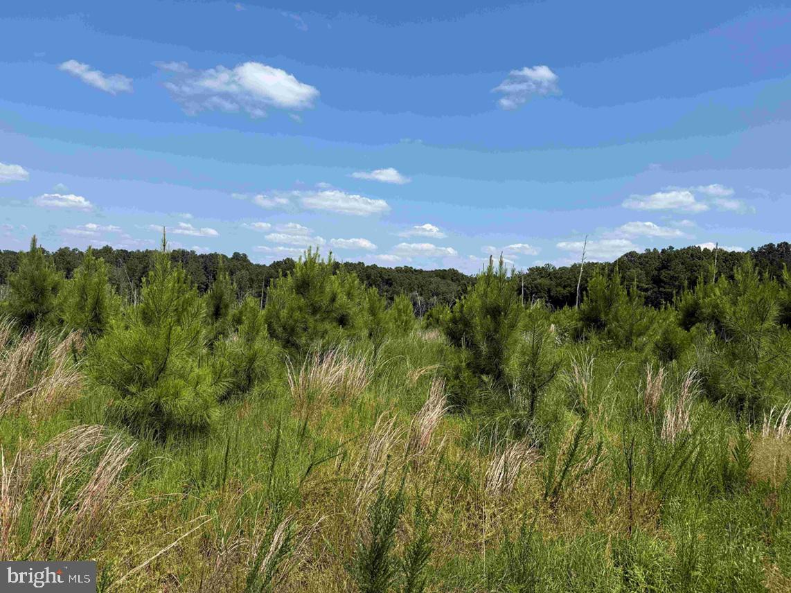 BREMO ROAD (TRACT: JR BARNES DILLION), BREMO BLUFF, Virginia 23022, ,Farm,For sale,BREMO ROAD (TRACT: JR BARNES DILLION),VAFN2000568 MLS # VAFN2000568 BREMO ROAD (TRACT: JR BARNES DILLION), BREMO BLUFF, Virginia 23022, ,Farm,For sale,BREMO ROAD (TRACT: JR BARNES DILLION),VAFN2000568 MLS # VAFN2000568