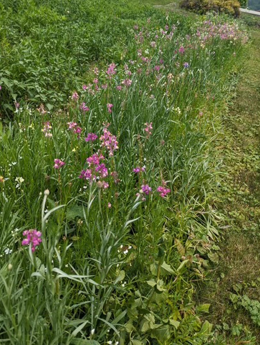 361 DORSET ST, BROADWAY, Virginia 22815, 3 Bedrooms Bedrooms, ,2 BathroomsBathrooms,Residential,361 DORSET ST,671740 MLS # 671740 361 DORSET ST, BROADWAY, Virginia 22815, 3 Bedrooms Bedrooms, ,2 BathroomsBathrooms,Residential,361 DORSET ST,671740 MLS # 671740