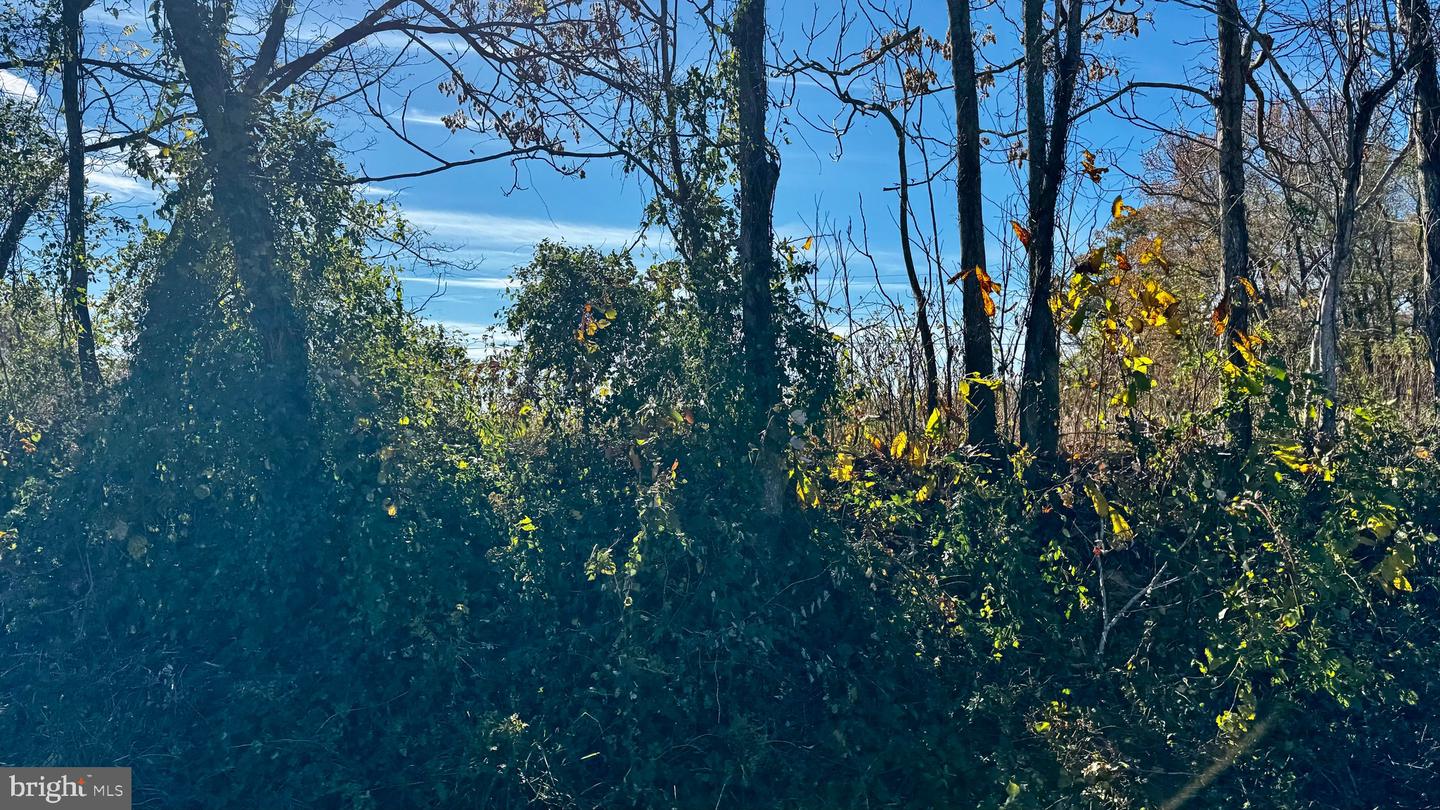 ZACATA RD, MONTROSS, Virginia 22520, ,Land,For sale,ZACATA RD,VAWE2007750 MLS # VAWE2007750 ZACATA RD, MONTROSS, Virginia 22520, ,Land,For sale,ZACATA RD,VAWE2007750 MLS # VAWE2007750