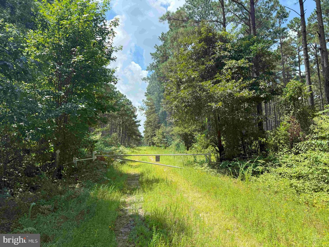 N LIBERTY SPRING RD (TRACT: CHES. BLOCK 4-61-119), SUFFOLK, Virginia 23432, ,Farm,For sale,N LIBERTY SPRING RD (TRACT: CHES. BLOCK 4-61-119),VASF2000056 MLS # VASF2000056 N LIBERTY SPRING RD (TRACT: CHES. BLOCK 4-61-119), SUFFOLK, Virginia 23432, ,Farm,For sale,N LIBERTY SPRING RD (TRACT: CHES. BLOCK 4-61-119),VASF2000056 MLS # VASF2000056