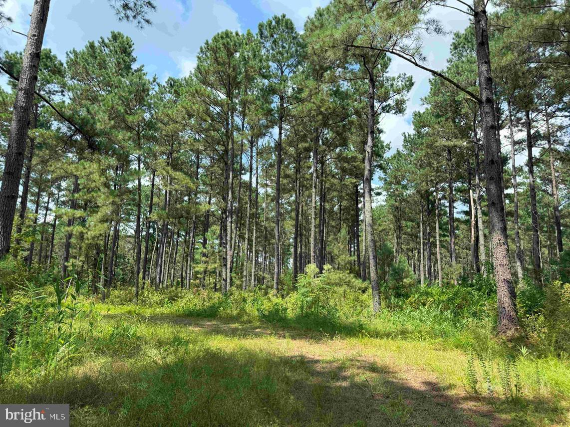 N LIBERTY SPRING RD (TRACT: CHES. BLOCK 4-61-119), SUFFOLK, Virginia 23432, ,Farm,For sale,N LIBERTY SPRING RD (TRACT: CHES. BLOCK 4-61-119),VASF2000056 MLS # VASF2000056