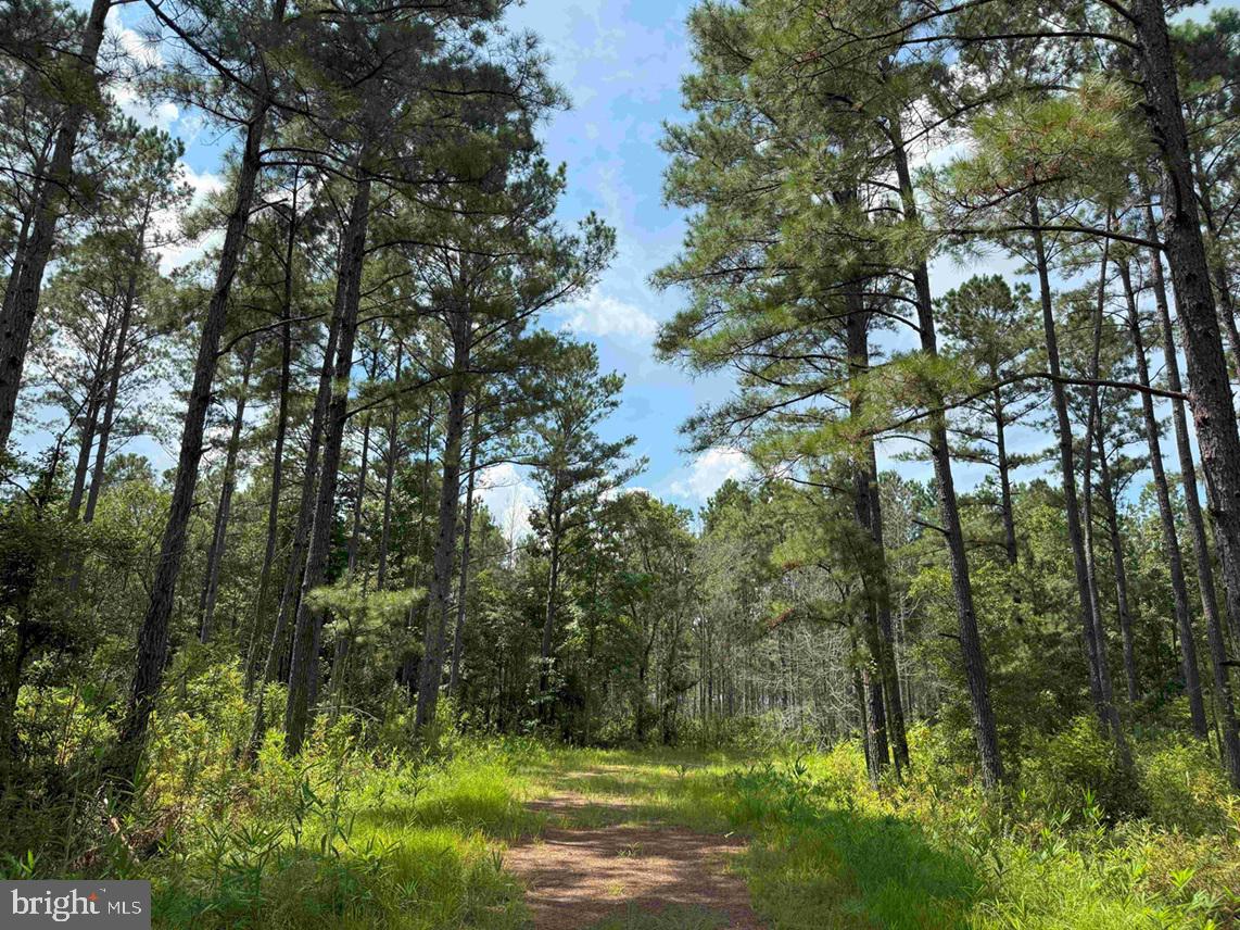 N LIBERTY SPRING RD (TRACT: CHES. BLOCK 4-61-119), SUFFOLK, Virginia 23432, ,Farm,For sale,N LIBERTY SPRING RD (TRACT: CHES. BLOCK 4-61-119),VASF2000056 MLS # VASF2000056