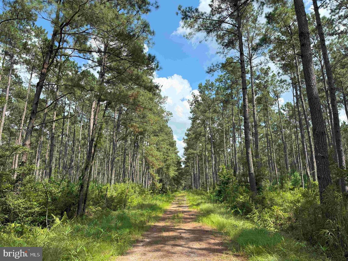 N LIBERTY SPRING RD (TRACT: CHES. BLOCK 4-61-119), SUFFOLK, Virginia 23432, ,Farm,For sale,N LIBERTY SPRING RD (TRACT: CHES. BLOCK 4-61-119),VASF2000056 MLS # VASF2000056