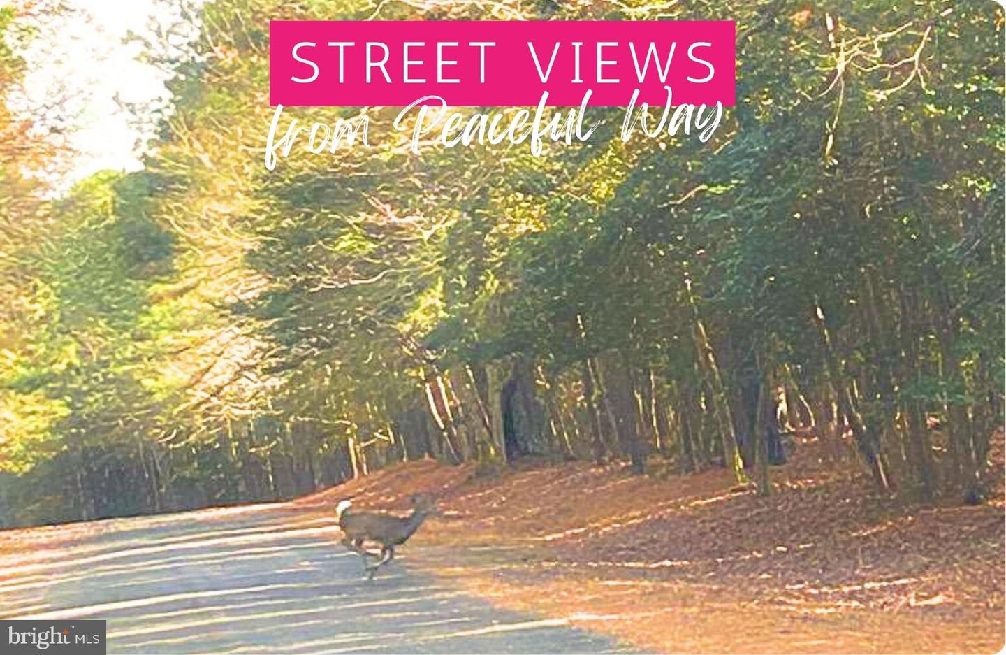 LOT 18 PEACEFUL WAY, EXMORE, Virginia 23350, ,Land,For sale,LOT 18 PEACEFUL WAY,VANH2000082 MLS # VANH2000082 LOT 18 PEACEFUL WAY, EXMORE, Virginia 23350, ,Land,For sale,LOT 18 PEACEFUL WAY,VANH2000082 MLS # VANH2000082