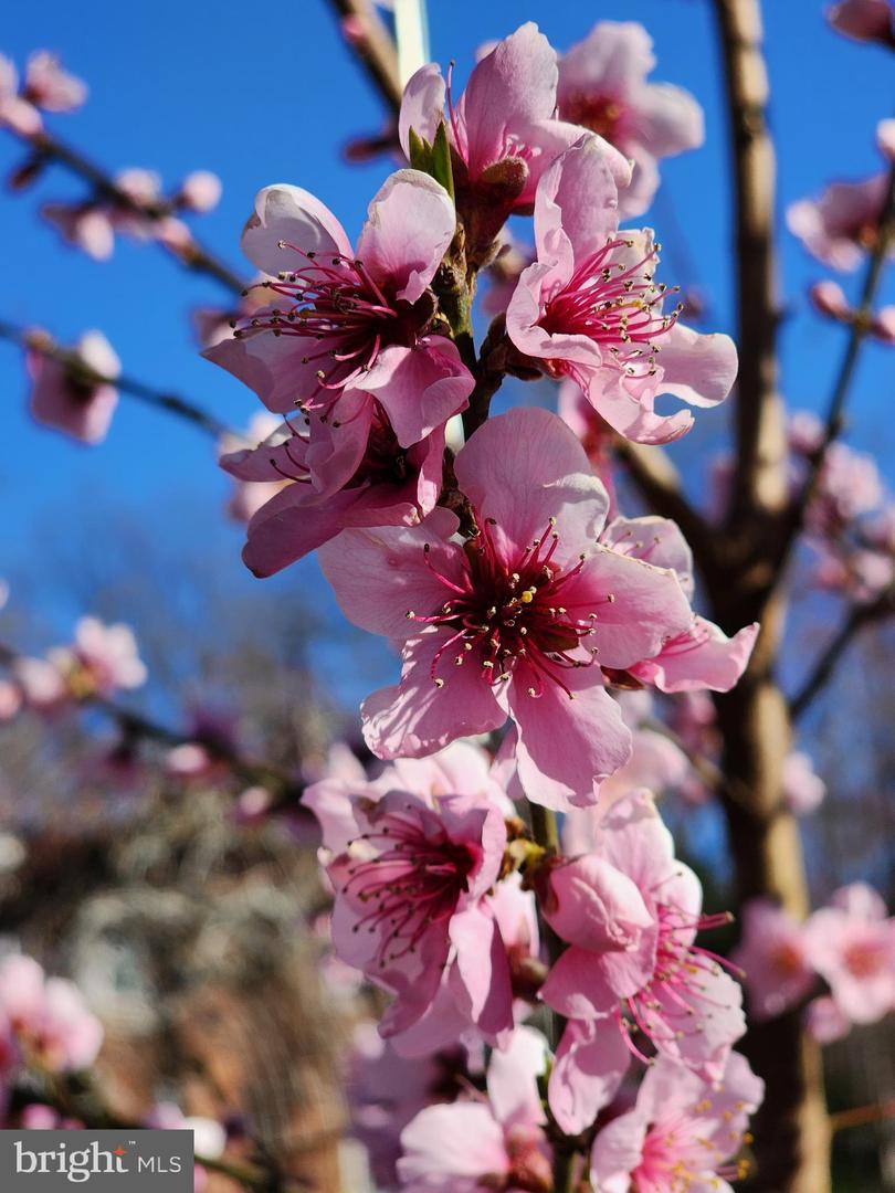 5300 SUMMIT DR, FAIRFAX, Virginia 22030, 4 Bedrooms Bedrooms, ,3 BathroomsBathrooms,Residential,For sale,5300 SUMMIT DR,VAFX2281514 MLS # VAFX2281514