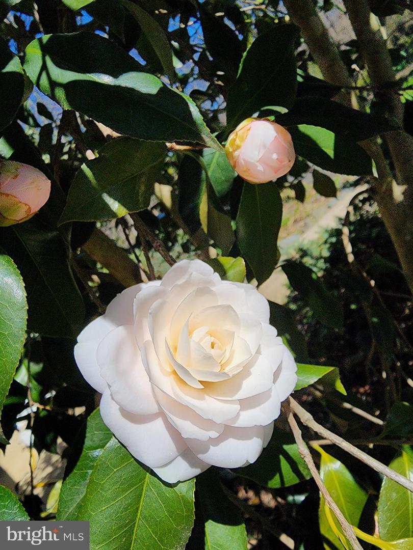 5300 SUMMIT DR, FAIRFAX, Virginia 22030, 4 Bedrooms Bedrooms, ,3 BathroomsBathrooms,Residential,For sale,5300 SUMMIT DR,VAFX2281514 MLS # VAFX2281514