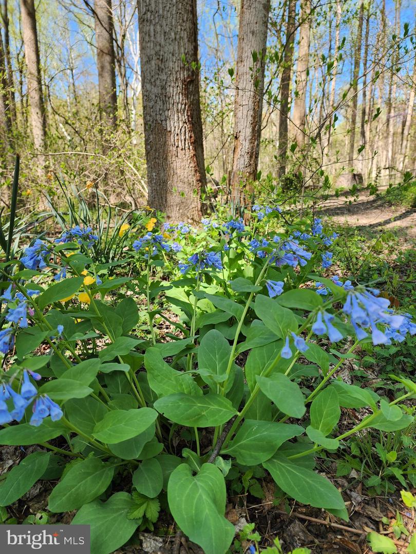 5300 SUMMIT DR, FAIRFAX, Virginia 22030, 4 Bedrooms Bedrooms, ,3 BathroomsBathrooms,Residential,For sale,5300 SUMMIT DR,VAFX2281514 MLS # VAFX2281514