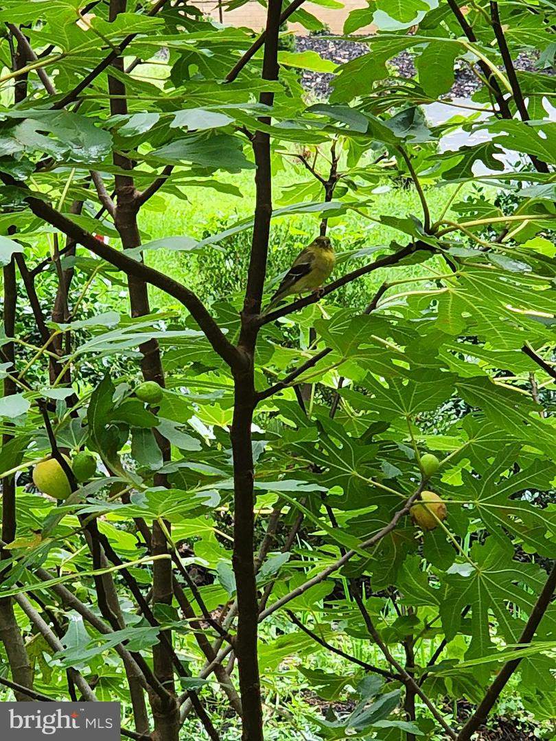 5300 SUMMIT DR, FAIRFAX, Virginia 22030, 4 Bedrooms Bedrooms, ,3 BathroomsBathrooms,Residential,For sale,5300 SUMMIT DR,VAFX2281514 MLS # VAFX2281514