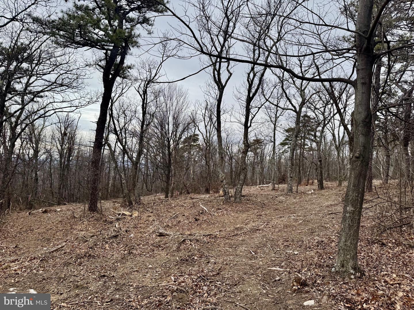 LOT 153 BOBCAT TRL, WINCHESTER, Virginia 22602, ,Land,For sale,-LOT 153 BOBCAT TRL,VAFV2038190 MLS # VAFV2038190 LOT 153 BOBCAT TRL, WINCHESTER, Virginia 22602, ,Land,For sale,-LOT 153 BOBCAT TRL,VAFV2038190 MLS # VAFV2038190