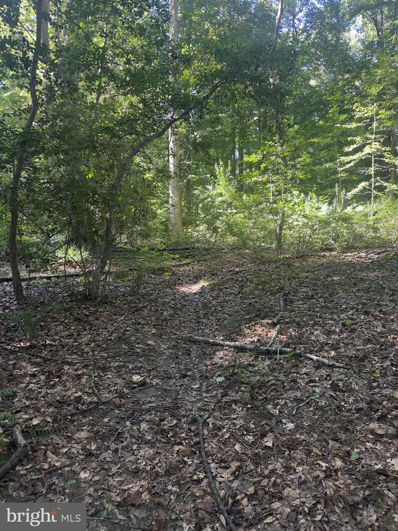 102B BEECHWOOD DRIVE, WEEMS, Virginia 22576, ,Land,For sale,102B BEECHWOOD DRIVE,VALV2000924 MLS # VALV2000924 102B BEECHWOOD DRIVE, WEEMS, Virginia 22576, ,Land,For sale,102B BEECHWOOD DRIVE,VALV2000924 MLS # VALV2000924