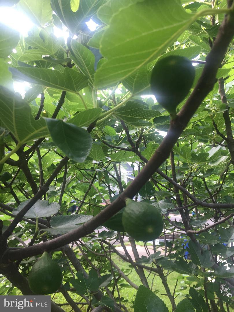 2906 25TH ST NE, WASHINGTON, District Of Columbia 20018, 5 Bedrooms Bedrooms, ,3 BathroomsBathrooms,Residential,For sale,2906 25TH ST NE,DCDC2145600 MLS # DCDC2145600 2906 25TH ST NE, WASHINGTON, District Of Columbia 20018, 5 Bedrooms Bedrooms, ,3 BathroomsBathrooms,Residential,For sale,2906 25TH ST NE,DCDC2145600 MLS # DCDC2145600