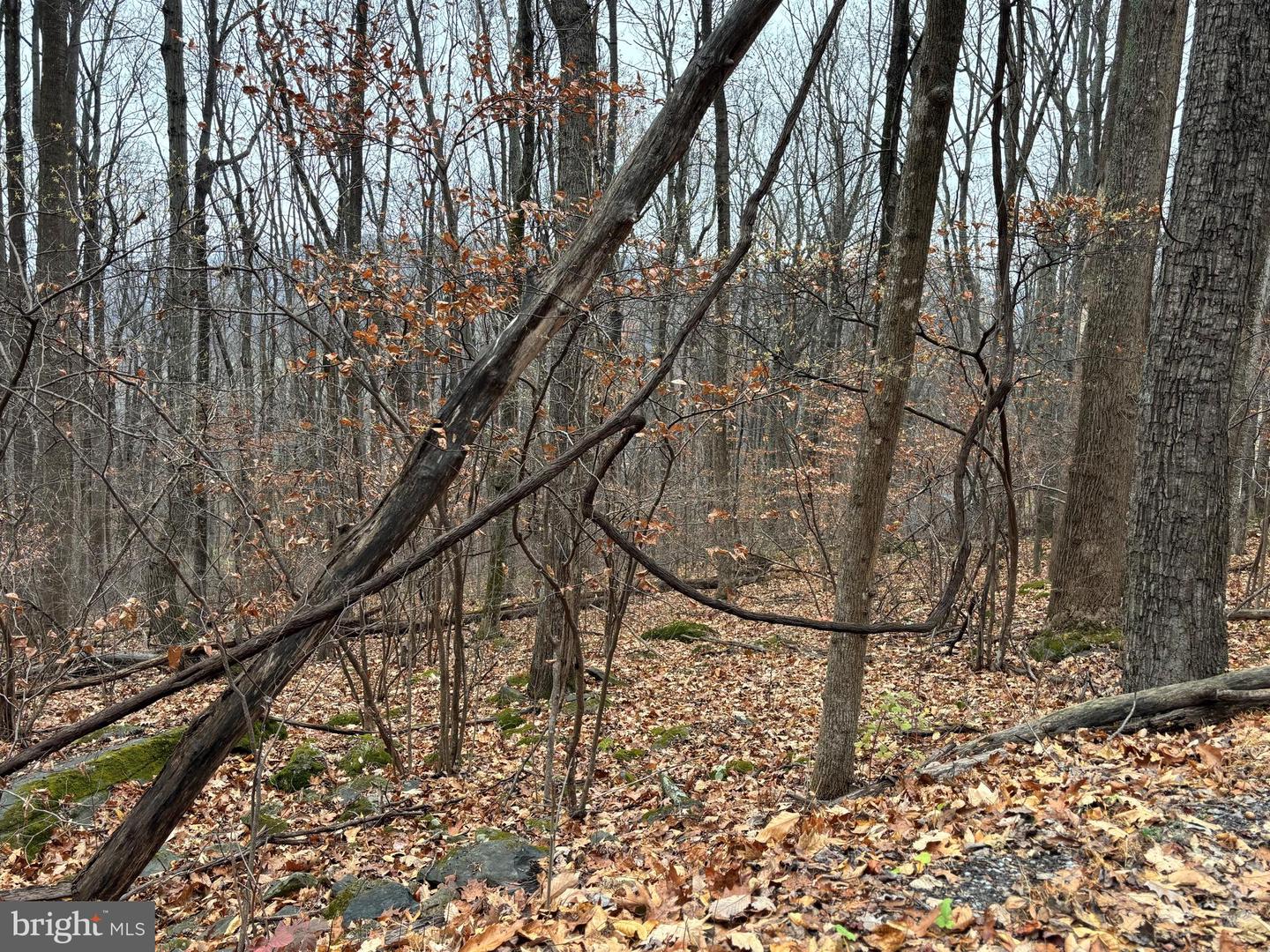 L12 APPLE MOUNTAIN LK S, LINDEN, Virginia 22642, ,Land,For sale,L12 APPLE MOUNTAIN LK S,VAWR2012924 MLS # VAWR2012924 L12 APPLE MOUNTAIN LK S, LINDEN, Virginia 22642, ,Land,For sale,L12 APPLE MOUNTAIN LK S,VAWR2012924 MLS # VAWR2012924