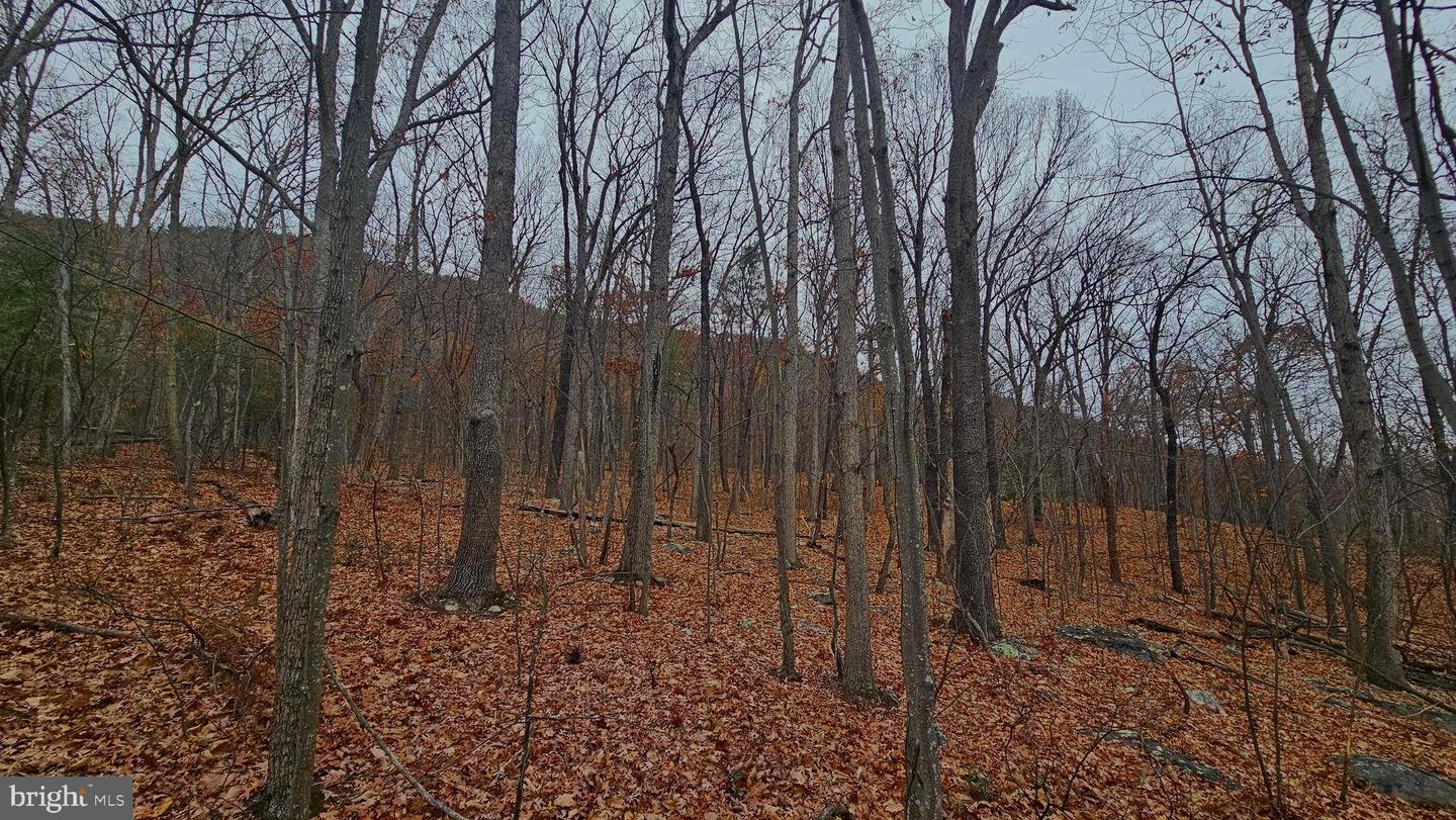 TBD FOREST DRIVE EXT, LURAY, Virginia 22835, ,Land,For sale,TBD FOREST DRIVE EXT,VAPA2005722 MLS # VAPA2005722 TBD FOREST DRIVE EXT, LURAY, Virginia 22835, ,Land,For sale,TBD FOREST DRIVE EXT,VAPA2005722 MLS # VAPA2005722