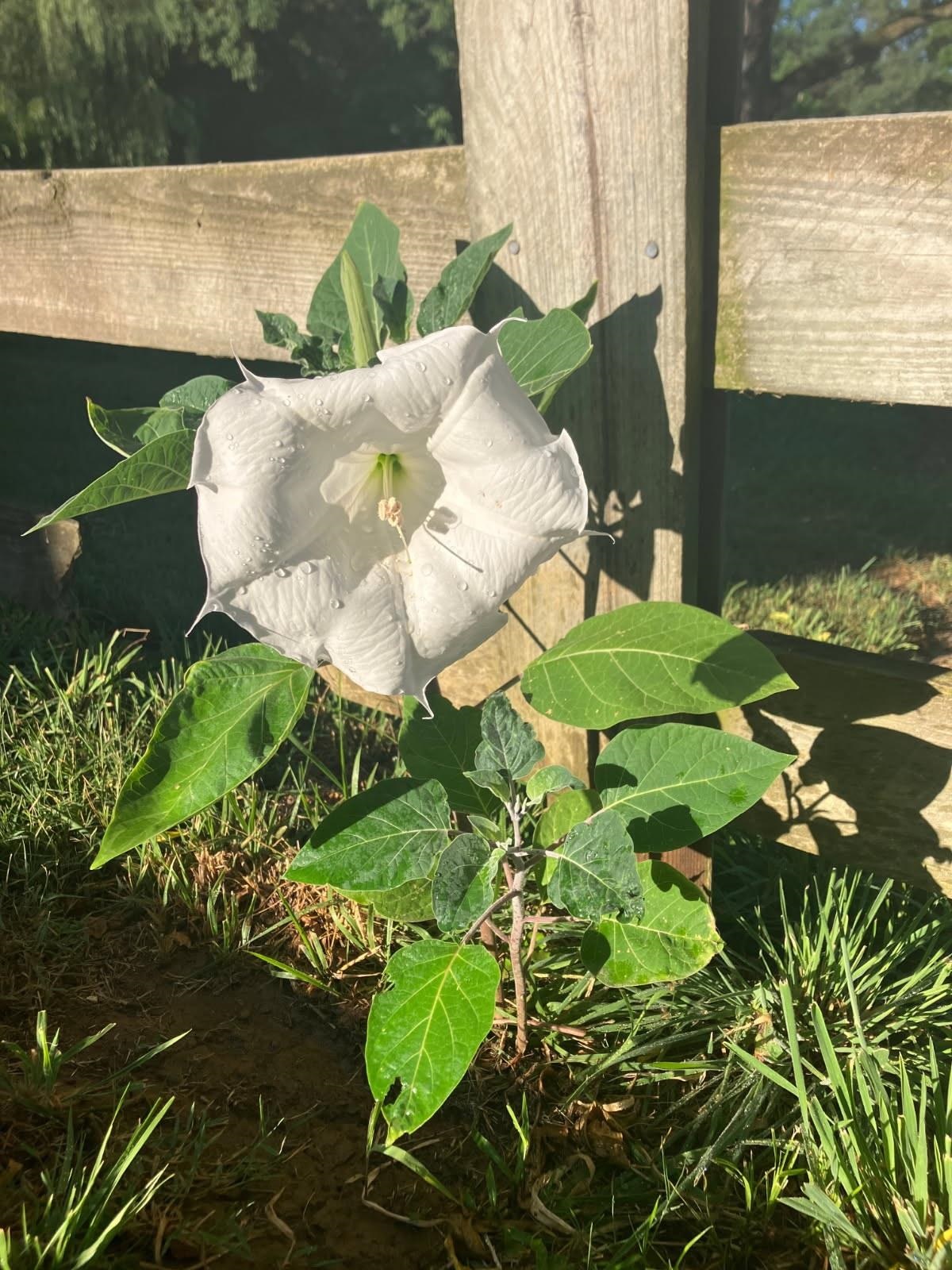 7011 SOUTH EAST SIDE HWY, ELKTON, Virginia 22827, 4 Bedrooms Bedrooms, ,2 BathroomsBathrooms,Residential,7011 SOUTH EAST SIDE HWY,671802 MLS # 671802 7011 SOUTH EAST SIDE HWY, ELKTON, Virginia 22827, 4 Bedrooms Bedrooms, ,2 BathroomsBathrooms,Residential,7011 SOUTH EAST SIDE HWY,671802 MLS # 671802