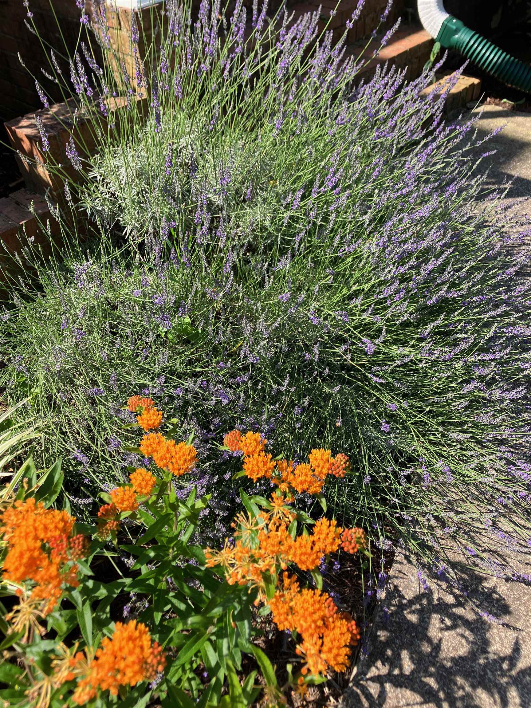 7011 SOUTH EAST SIDE HWY, ELKTON, Virginia 22827, 4 Bedrooms Bedrooms, ,2 BathroomsBathrooms,Residential,7011 SOUTH EAST SIDE HWY,671802 MLS # 671802 7011 SOUTH EAST SIDE HWY, ELKTON, Virginia 22827, 4 Bedrooms Bedrooms, ,2 BathroomsBathrooms,Residential,7011 SOUTH EAST SIDE HWY,671802 MLS # 671802