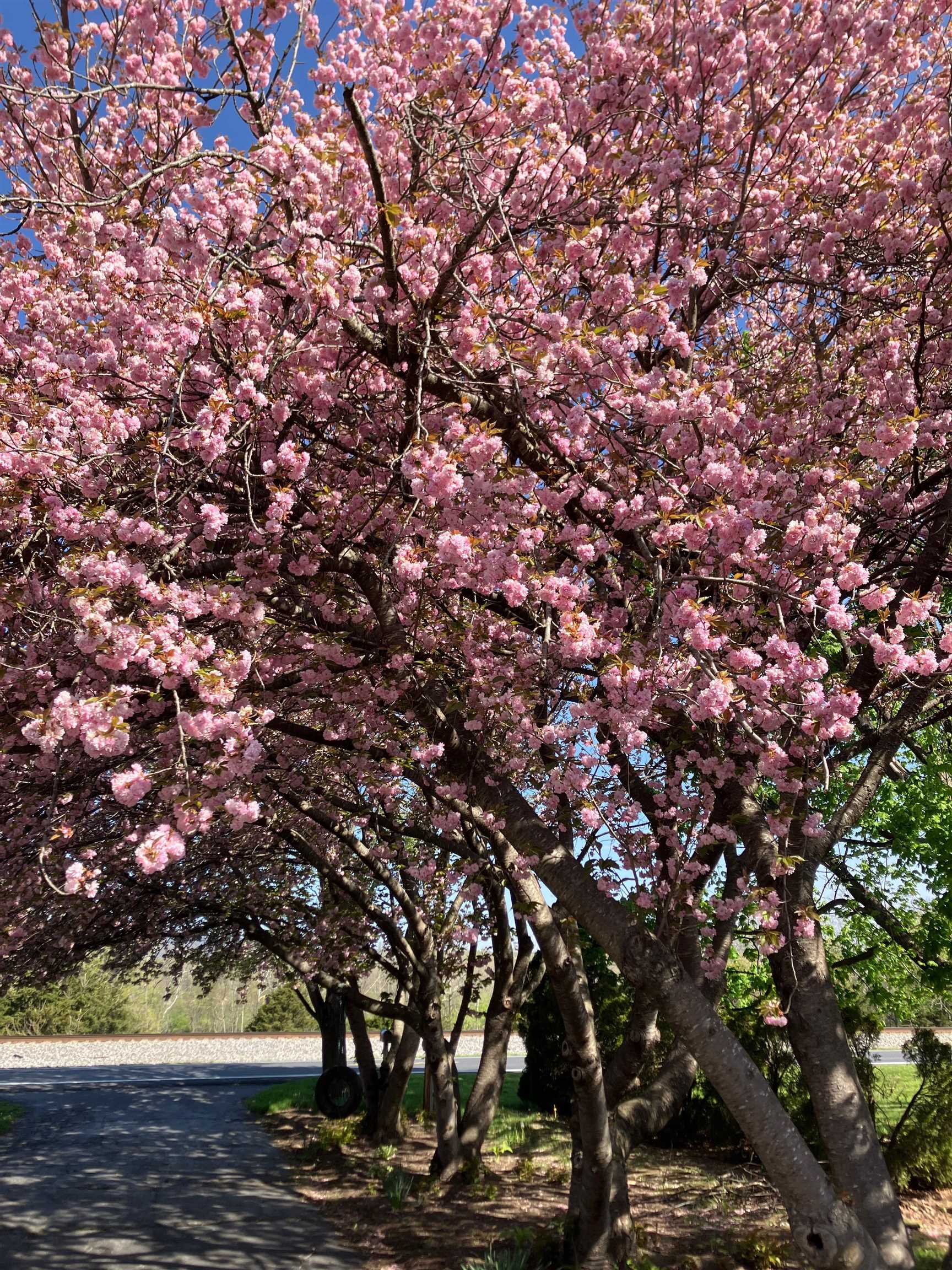 7011 SOUTH EAST SIDE HWY, ELKTON, Virginia 22827, 4 Bedrooms Bedrooms, ,2 BathroomsBathrooms,Residential,7011 SOUTH EAST SIDE HWY,671802 MLS # 671802 7011 SOUTH EAST SIDE HWY, ELKTON, Virginia 22827, 4 Bedrooms Bedrooms, ,2 BathroomsBathrooms,Residential,7011 SOUTH EAST SIDE HWY,671802 MLS # 671802