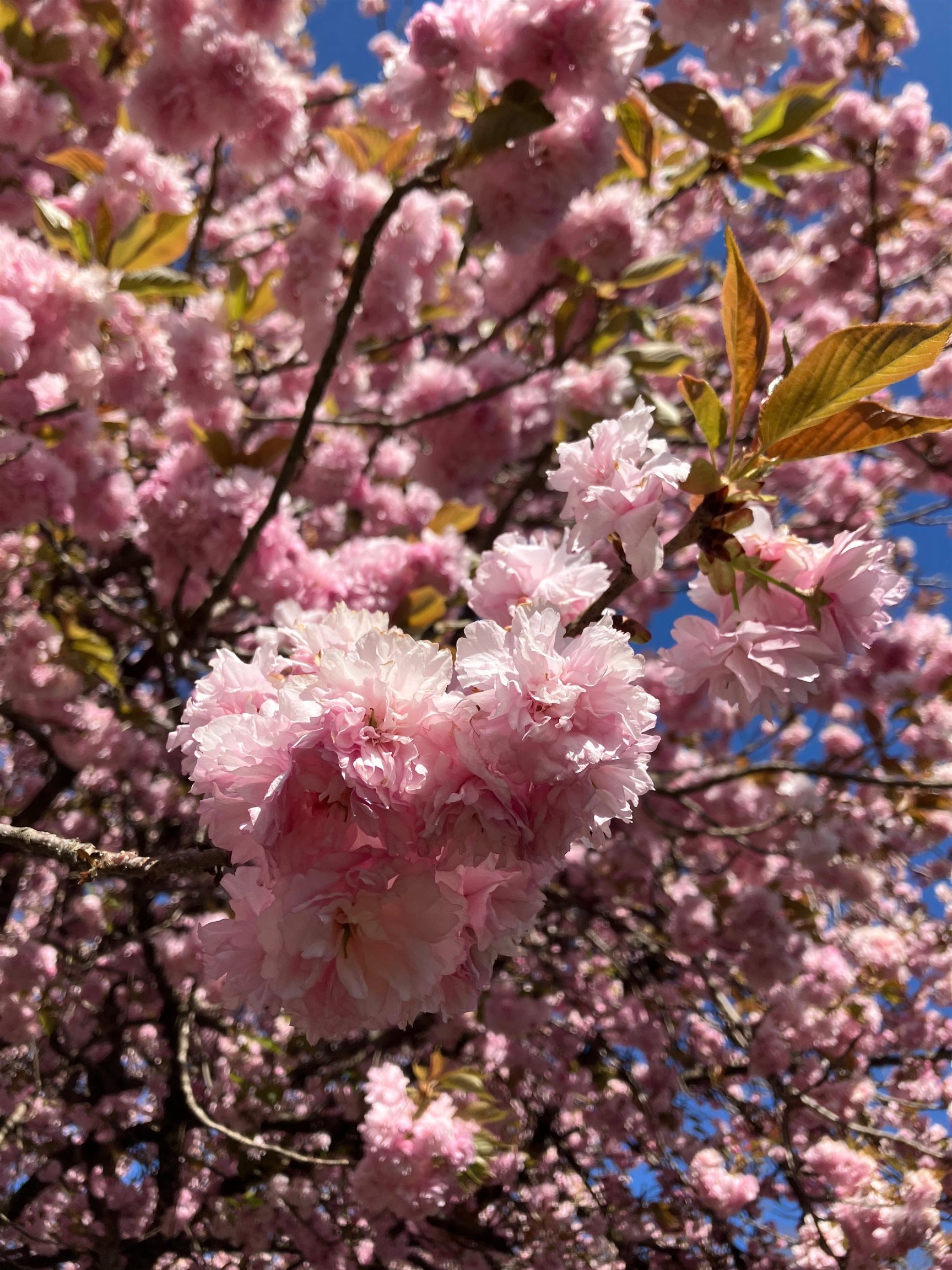 7011 SOUTH EAST SIDE HWY, ELKTON, Virginia 22827, 4 Bedrooms Bedrooms, ,2 BathroomsBathrooms,Residential,7011 SOUTH EAST SIDE HWY,671802 MLS # 671802 7011 SOUTH EAST SIDE HWY, ELKTON, Virginia 22827, 4 Bedrooms Bedrooms, ,2 BathroomsBathrooms,Residential,7011 SOUTH EAST SIDE HWY,671802 MLS # 671802