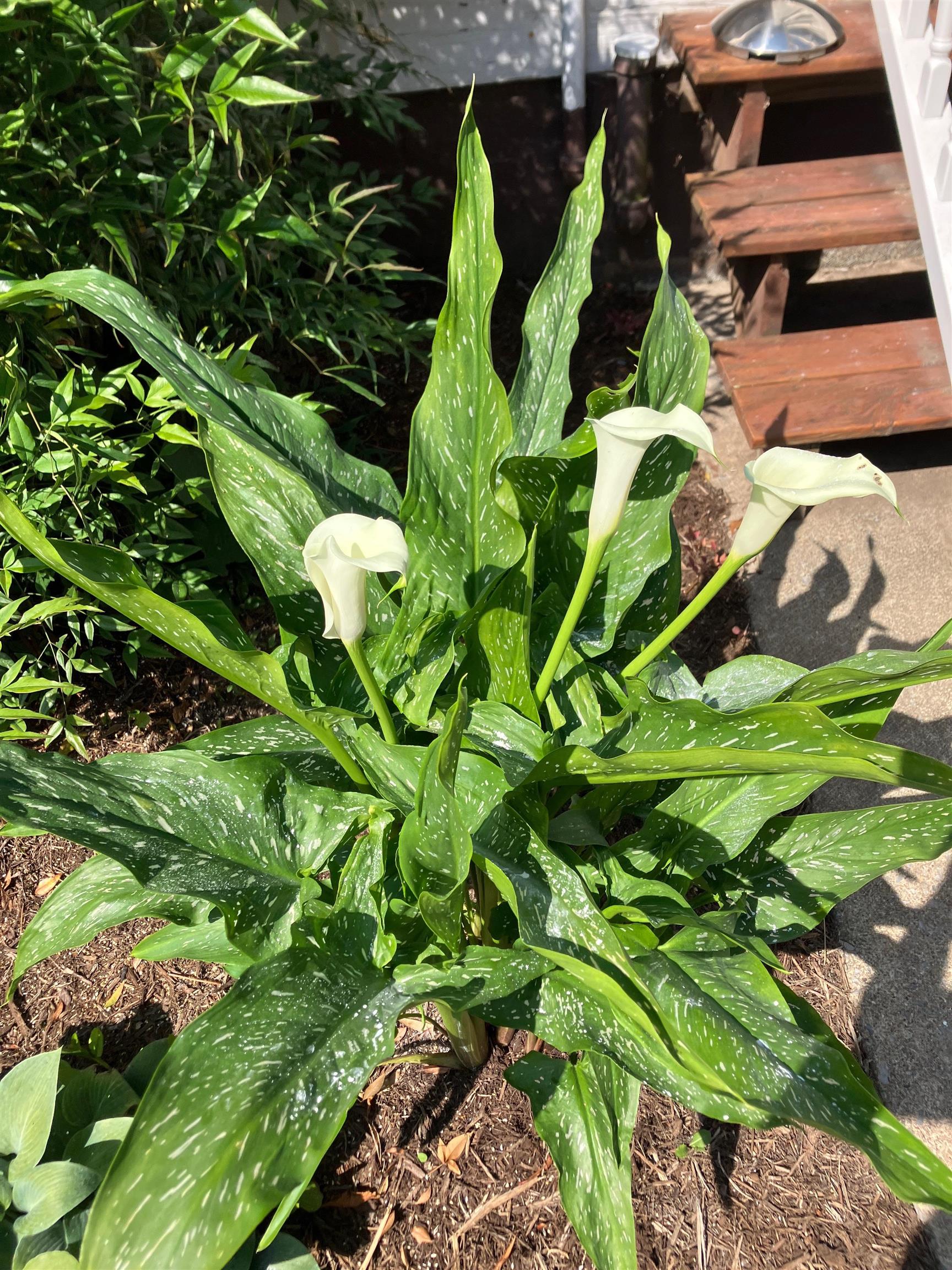 7011 SOUTH EAST SIDE HWY, ELKTON, Virginia 22827, 4 Bedrooms Bedrooms, ,2 BathroomsBathrooms,Residential,7011 SOUTH EAST SIDE HWY,671802 MLS # 671802 7011 SOUTH EAST SIDE HWY, ELKTON, Virginia 22827, 4 Bedrooms Bedrooms, ,2 BathroomsBathrooms,Residential,7011 SOUTH EAST SIDE HWY,671802 MLS # 671802