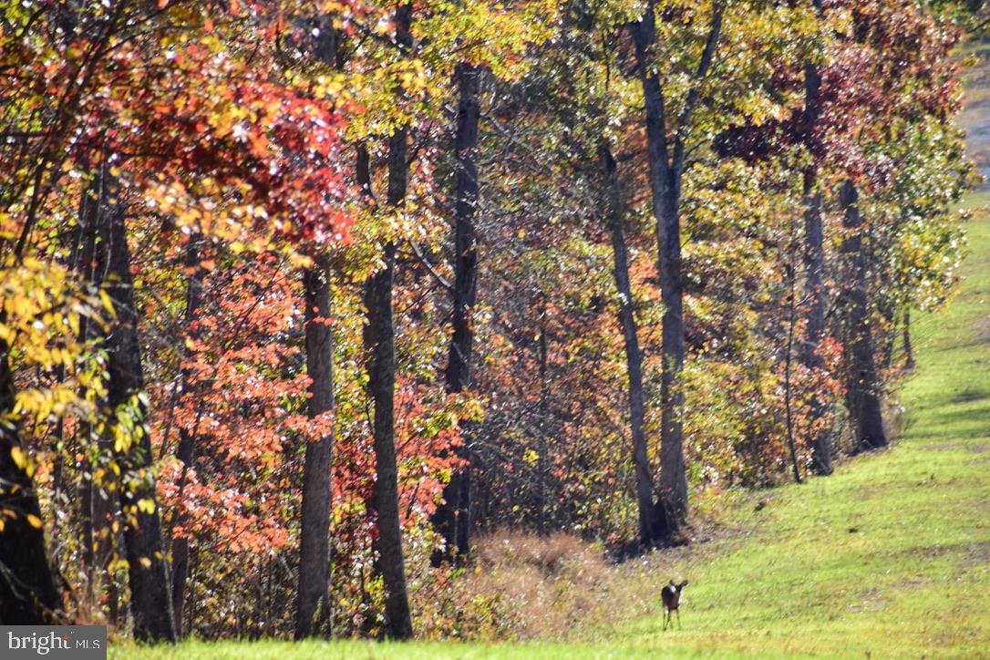 152.44 ACRES LOT 2 LAUREL GROVE RD, WINCHESTER, Virginia 22602, ,Farm,For sale,152.44 ACRES LOT 2 LAUREL GROVE RD,VAFV2038448 MLS # VAFV2038448 152.44 ACRES LOT 2 LAUREL GROVE RD, WINCHESTER, Virginia 22602, ,Farm,For sale,152.44 ACRES LOT 2 LAUREL GROVE RD,VAFV2038448 MLS # VAFV2038448