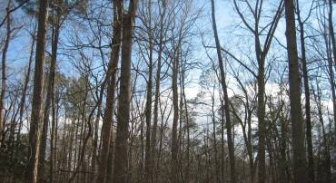 1816 MUTINY DR, GREENBACKVILLE, Virginia 23356, ,Land,For sale,1816 MUTINY DR,VAAC2002460 MLS # VAAC2002460