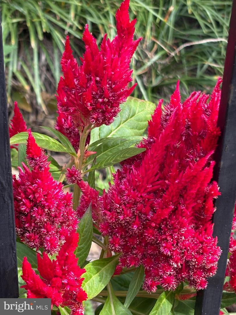 817 4TH ST NE, WASHINGTON, District Of Columbia 20002, 3 Bedrooms Bedrooms, ,2 BathroomsBathrooms,Residential,For sale,817 4TH ST NE,DCDC2230282 MLS # DCDC2230282 817 4TH ST NE, WASHINGTON, District Of Columbia 20002, 3 Bedrooms Bedrooms, ,2 BathroomsBathrooms,Residential,For sale,817 4TH ST NE,DCDC2230282 MLS # DCDC2230282