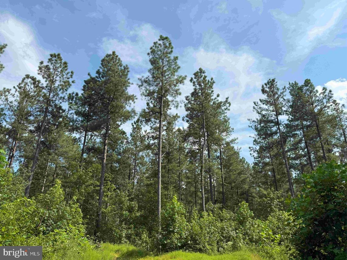 HOLLAND ROAD (TRACT: JR BEDFORD-BOWLES_SIMS-4), COLUMBIA, Virginia 23038, ,Farm,For sale,HOLLAND ROAD (TRACT: JR BEDFORD-BOWLES_SIMS-4),VAFN2000522 MLS # VAFN2000522