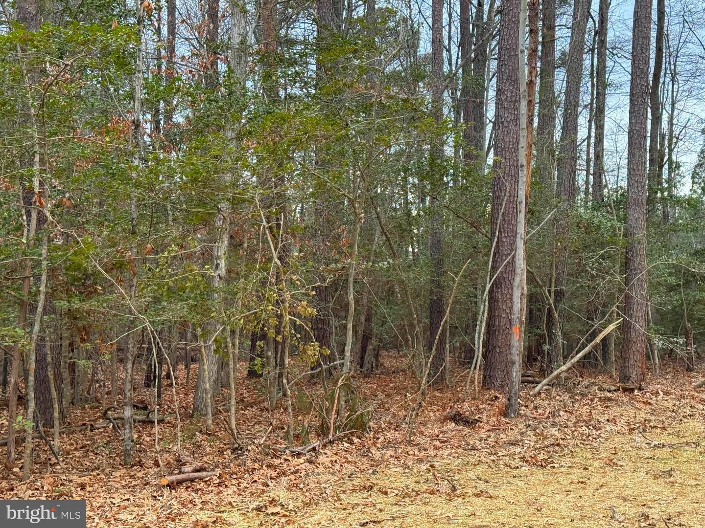 2 SEAGRASS CT, KING GEORGE, Virginia 22485, ,Land,For sale,2 SEAGRASS CT,VAKG2007378 MLS # VAKG2007378