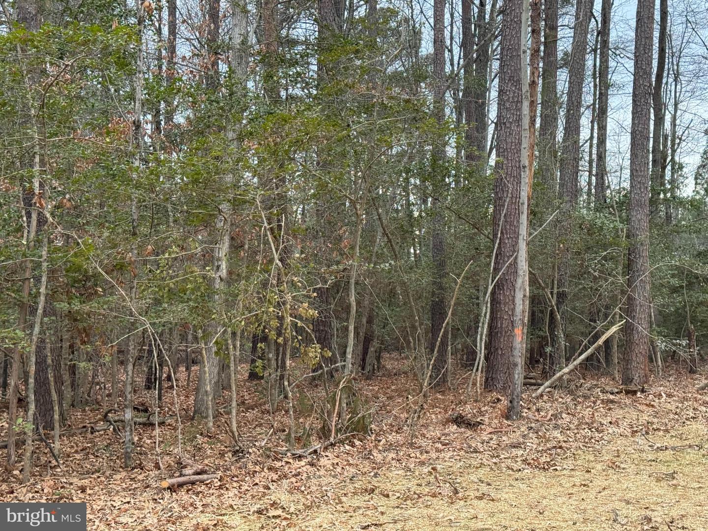 3 SEAGRASS CT, KING GEORGE, Virginia 22485, ,Land,For sale,3 SEAGRASS CT,VAKG2007380 MLS # VAKG2007380