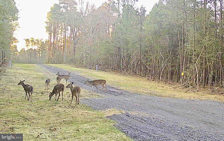 5 SEAGRASS CT, KING GEORGE, Virginia 22485, ,Land,For sale,5 SEAGRASS CT,VAKG2007384 MLS # VAKG2007384 5 SEAGRASS CT, KING GEORGE, Virginia 22485, ,Land,For sale,5 SEAGRASS CT,VAKG2007384 MLS # VAKG2007384