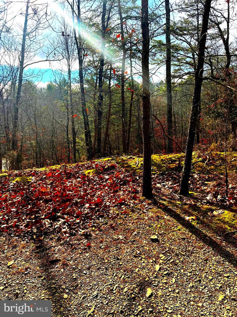 KING ST, BASYE, Virginia 22810, ,Land,For sale,KING ST,VASH2013230 MLS # VASH2013230 KING ST, BASYE, Virginia 22810, ,Land,For sale,KING ST,VASH2013230 MLS # VASH2013230