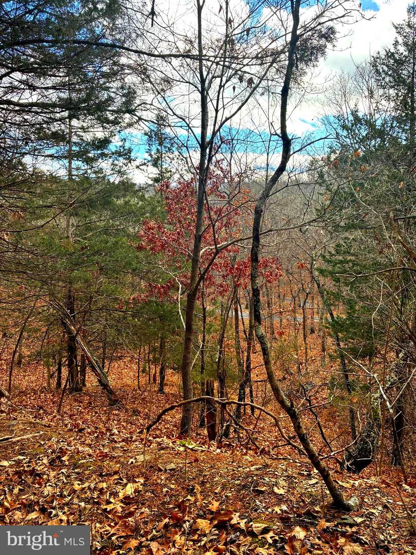 KING ST, BASYE, Virginia 22810, ,Land,For sale,KING ST,VASH2013230 MLS # VASH2013230 KING ST, BASYE, Virginia 22810, ,Land,For sale,KING ST,VASH2013230 MLS # VASH2013230