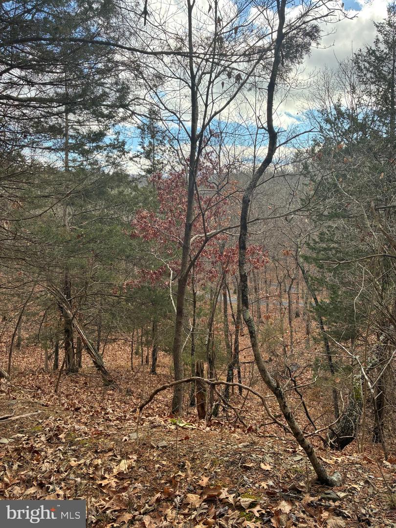 KING ST, BASYE, Virginia 22810, ,Land,For sale,KING ST,VASH2013230 MLS # VASH2013230 KING ST, BASYE, Virginia 22810, ,Land,For sale,KING ST,VASH2013230 MLS # VASH2013230