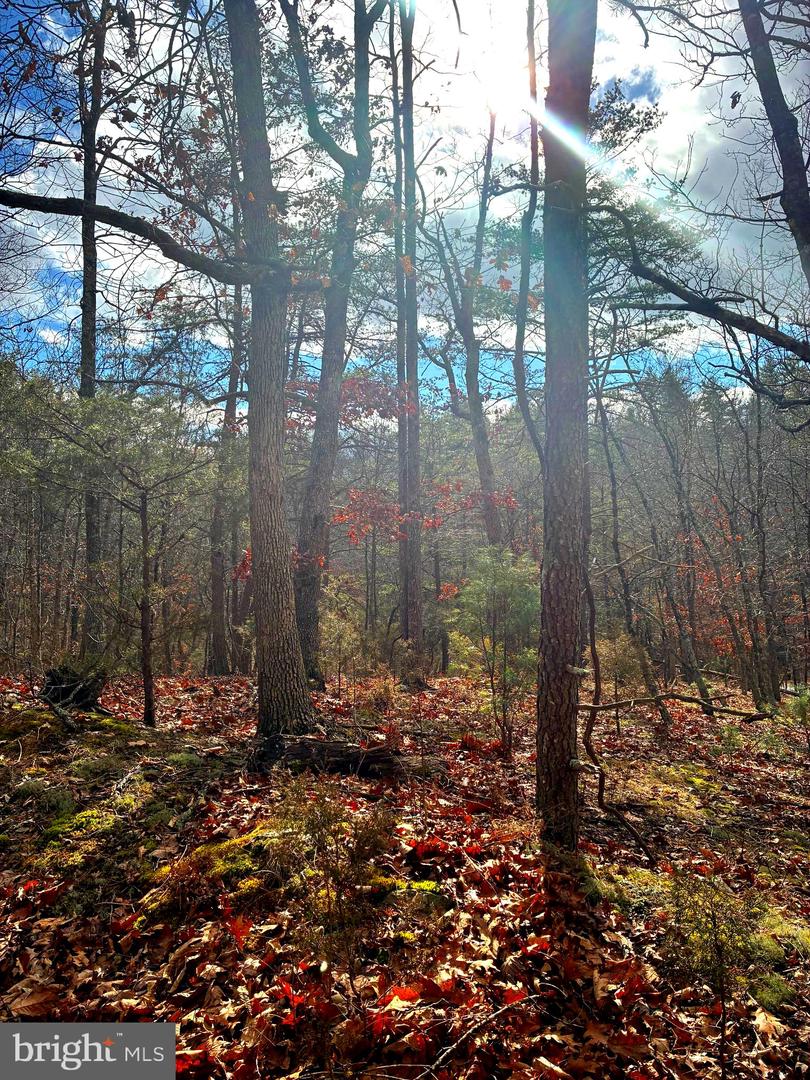 KING ST, BASYE, Virginia 22810, ,Land,For sale,KING ST,VASH2013230 MLS # VASH2013230 KING ST, BASYE, Virginia 22810, ,Land,For sale,KING ST,VASH2013230 MLS # VASH2013230