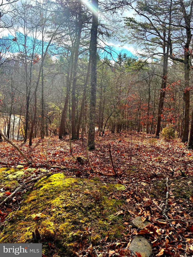 KING ST, BASYE, Virginia 22810, ,Land,For sale,KING ST,VASH2013230 MLS # VASH2013230 KING ST, BASYE, Virginia 22810, ,Land,For sale,KING ST,VASH2013230 MLS # VASH2013230