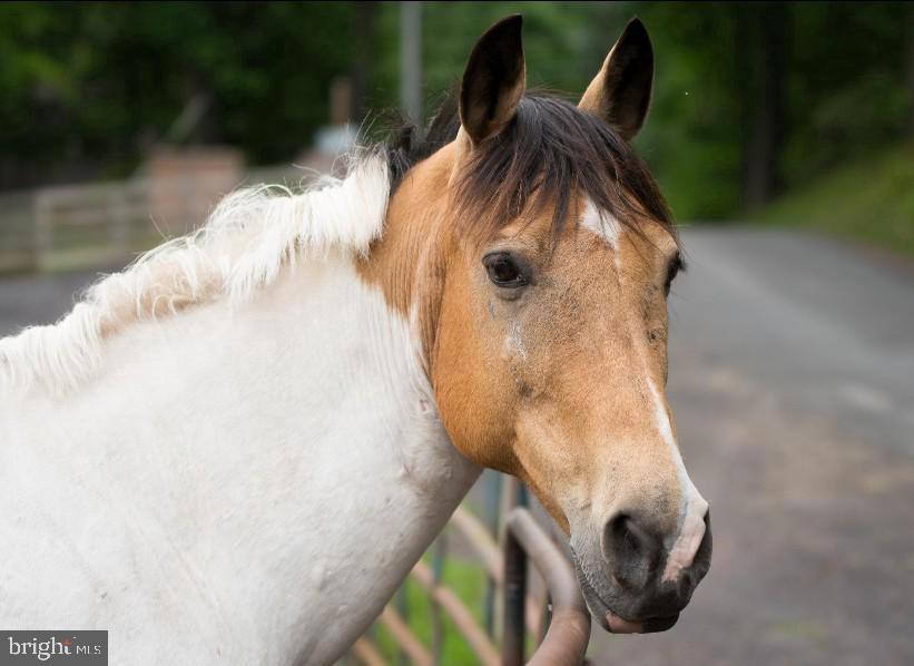 210 SAYLERS CREEK RD, LOCUST GROVE, Virginia 22508, 3 Bedrooms Bedrooms, ,2 BathroomsBathrooms,Residential,210 SAYLERS CREEK RD,VAOR2012980 MLS # VAOR2012980