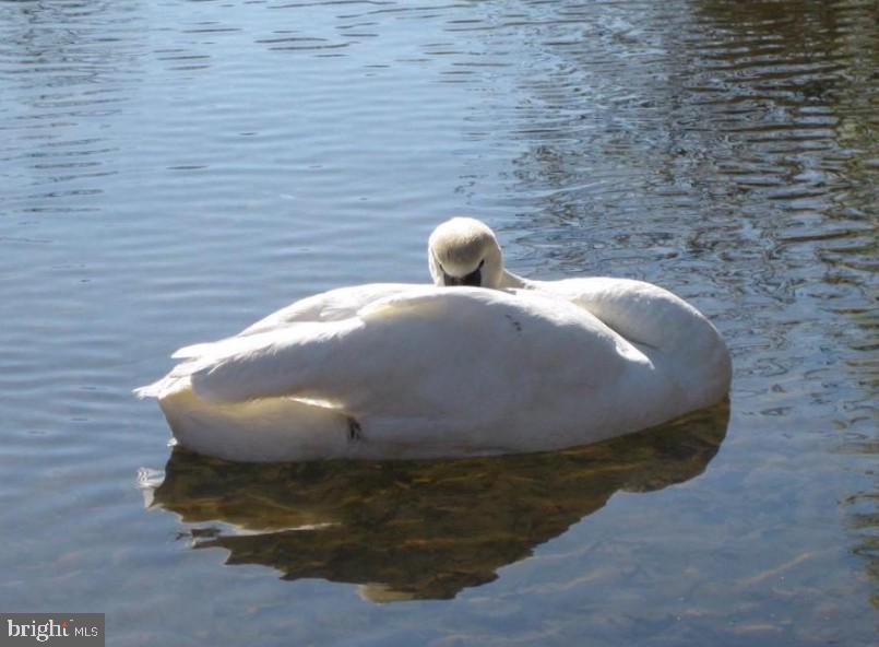 210 SAYLERS CREEK RD, LOCUST GROVE, Virginia 22508, 3 Bedrooms Bedrooms, ,2 BathroomsBathrooms,Residential,210 SAYLERS CREEK RD,VAOR2012980 MLS # VAOR2012980