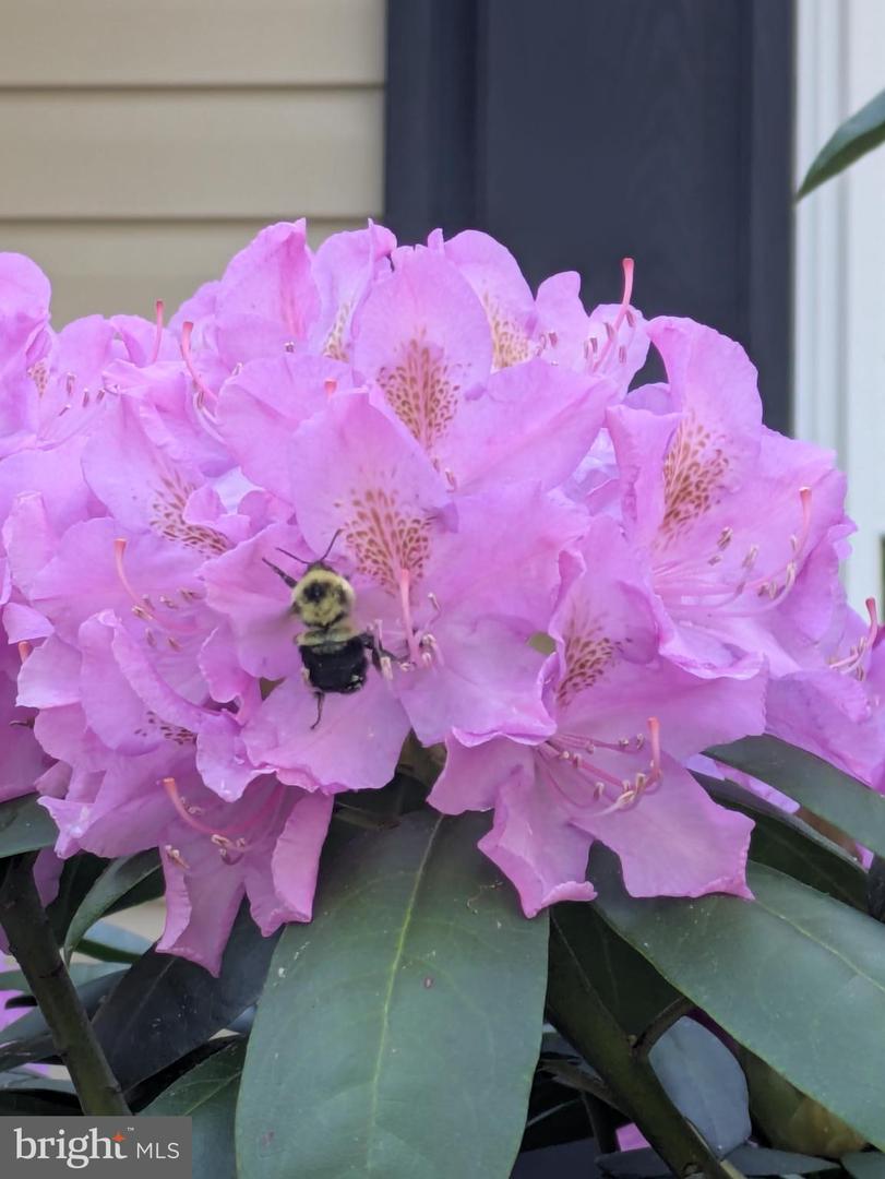 210 SAYLERS CREEK RD, LOCUST GROVE, Virginia 22508, 3 Bedrooms Bedrooms, ,2 BathroomsBathrooms,Residential,For sale,210 SAYLERS CREEK RD,VAOR2012980 MLS # VAOR2012980