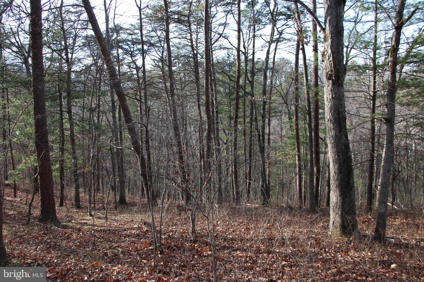 JOHN MARSHALL HWY, STRASBURG, Virginia 22657, ,Land,For sale,JOHN MARSHALL HWY,VASH2013186 MLS # VASH2013186