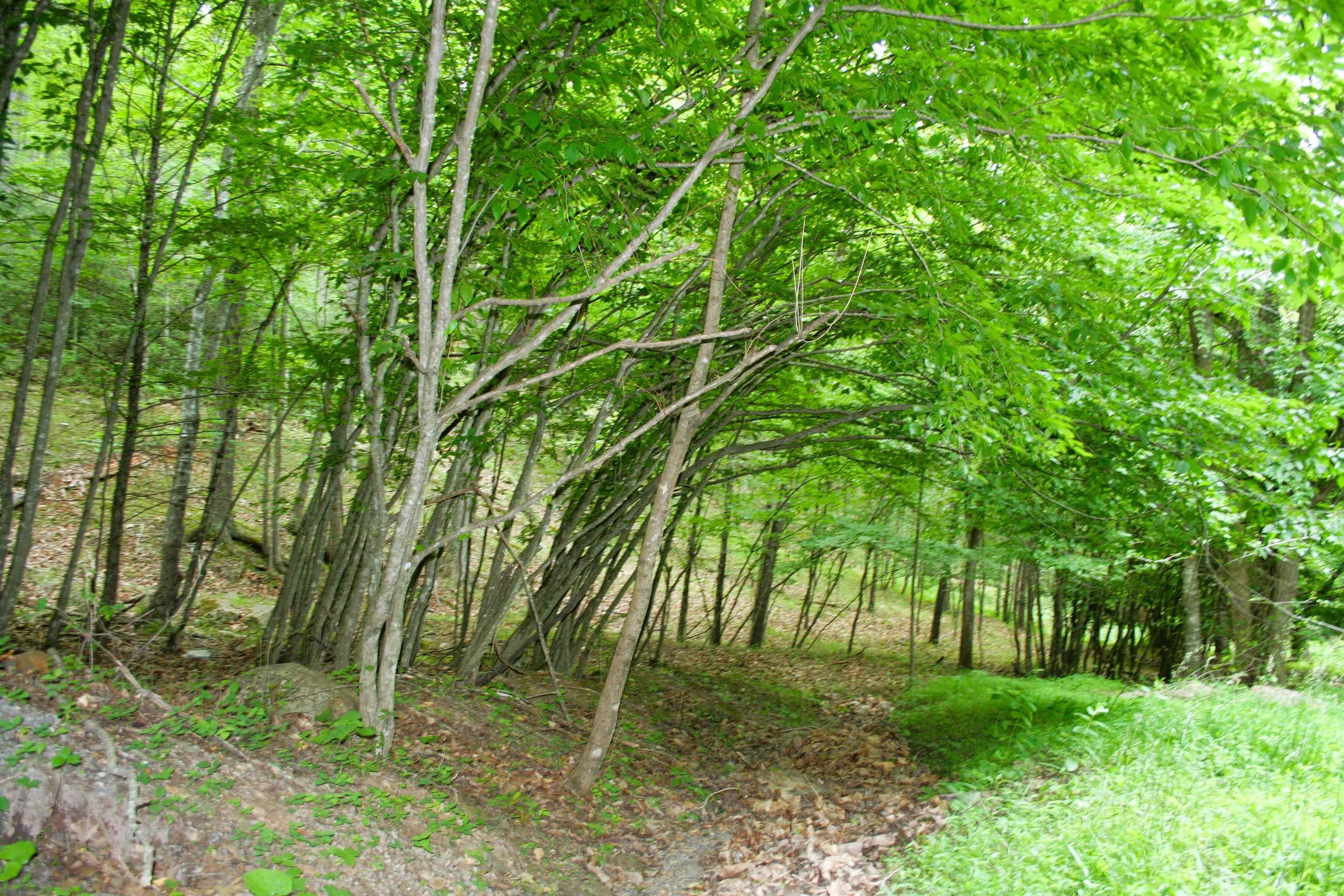 20 HIGH VALLEY SOUTH, MONTEREY, Virginia 24465, ,Land,lot 20 V,20 HIGH VALLEY SOUTH,639234 MLS # 639234 20 HIGH VALLEY SOUTH, MONTEREY, Virginia 24465, ,Land,lot 20 V,20 HIGH VALLEY SOUTH,639234 MLS # 639234