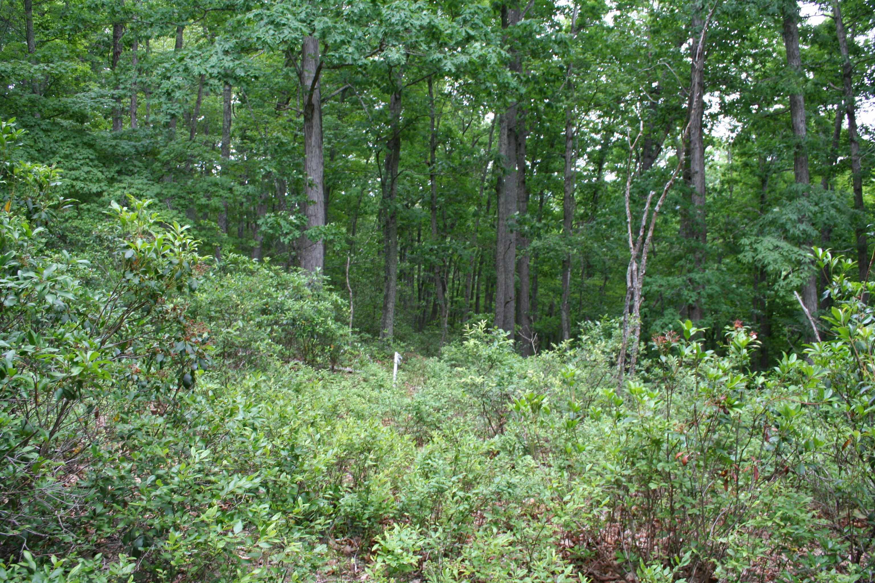 20 HIGH VALLEY SOUTH, MONTEREY, Virginia 24465, ,Land,lot 20 V,20 HIGH VALLEY SOUTH,639234 MLS # 639234 20 HIGH VALLEY SOUTH, MONTEREY, Virginia 24465, ,Land,lot 20 V,20 HIGH VALLEY SOUTH,639234 MLS # 639234