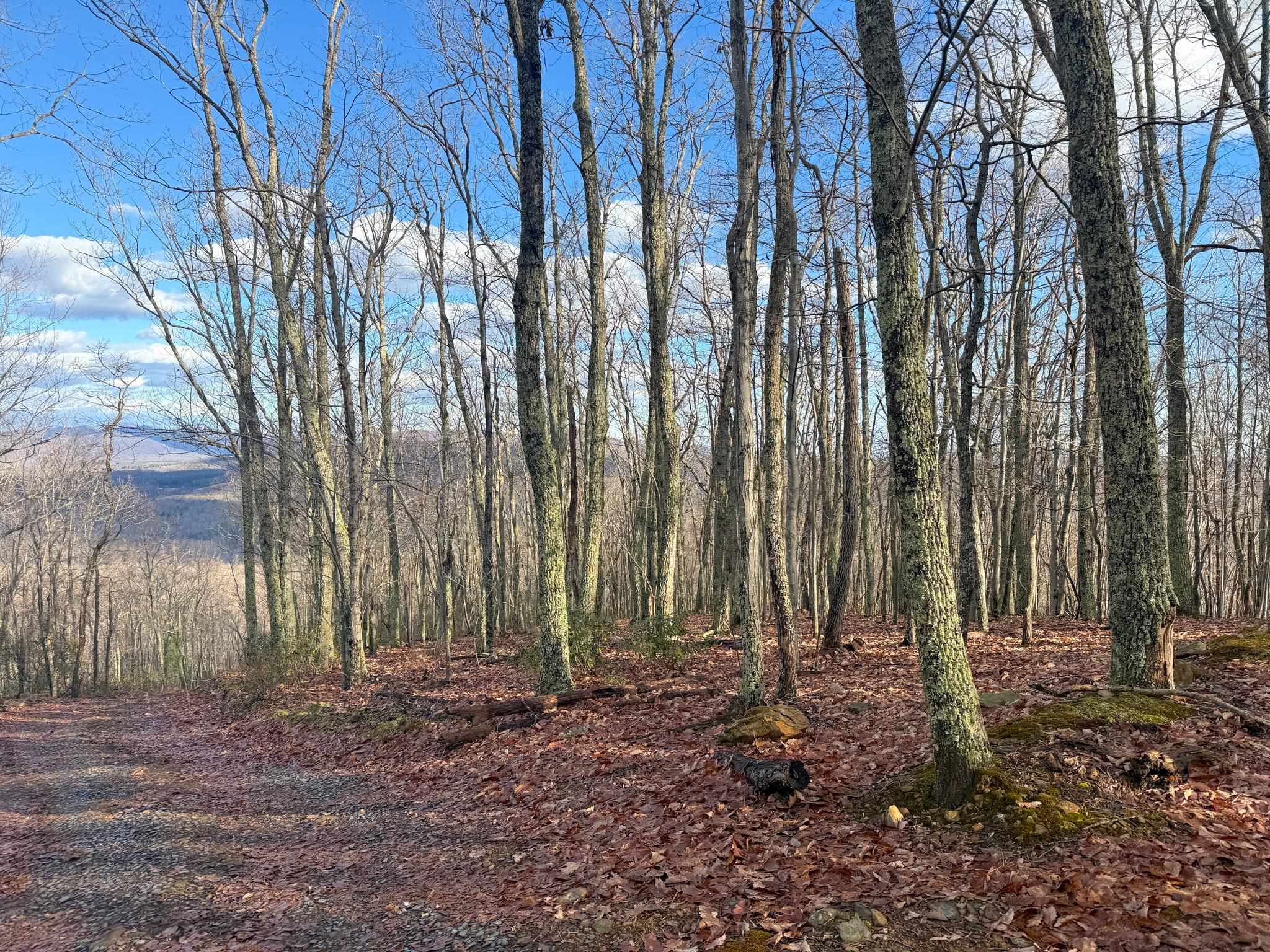 TBD JOHNSON HOLLOW, SCHUYLER, Virginia 22969, ,Farm,TBD JOHNSON HOLLOW,672003 MLS # 672003