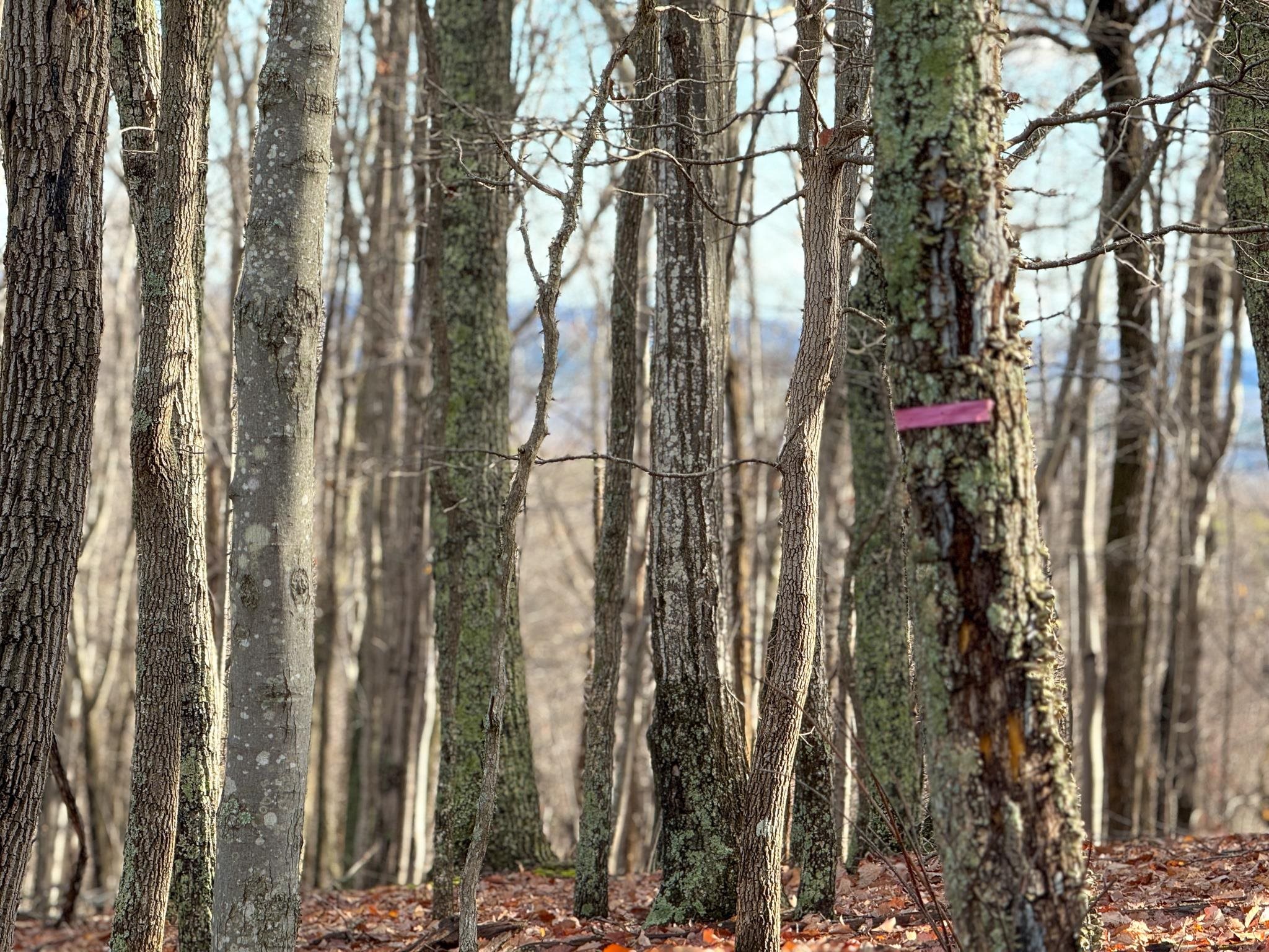 TBD JOHNSON HOLLOW, SCHUYLER, Virginia 22969, ,Farm,TBD JOHNSON HOLLOW,672003 MLS # 672003