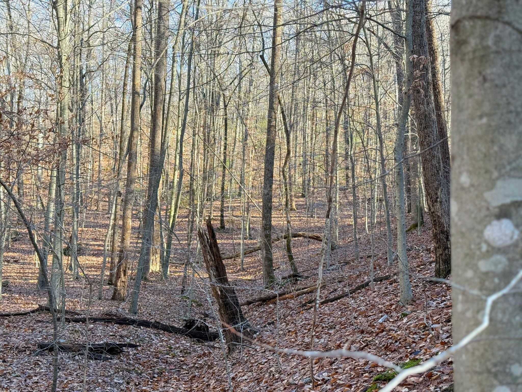 TBD JOHNSON HOLLOW, SCHUYLER, Virginia 22969, ,Farm,TBD JOHNSON HOLLOW,672003 MLS # 672003