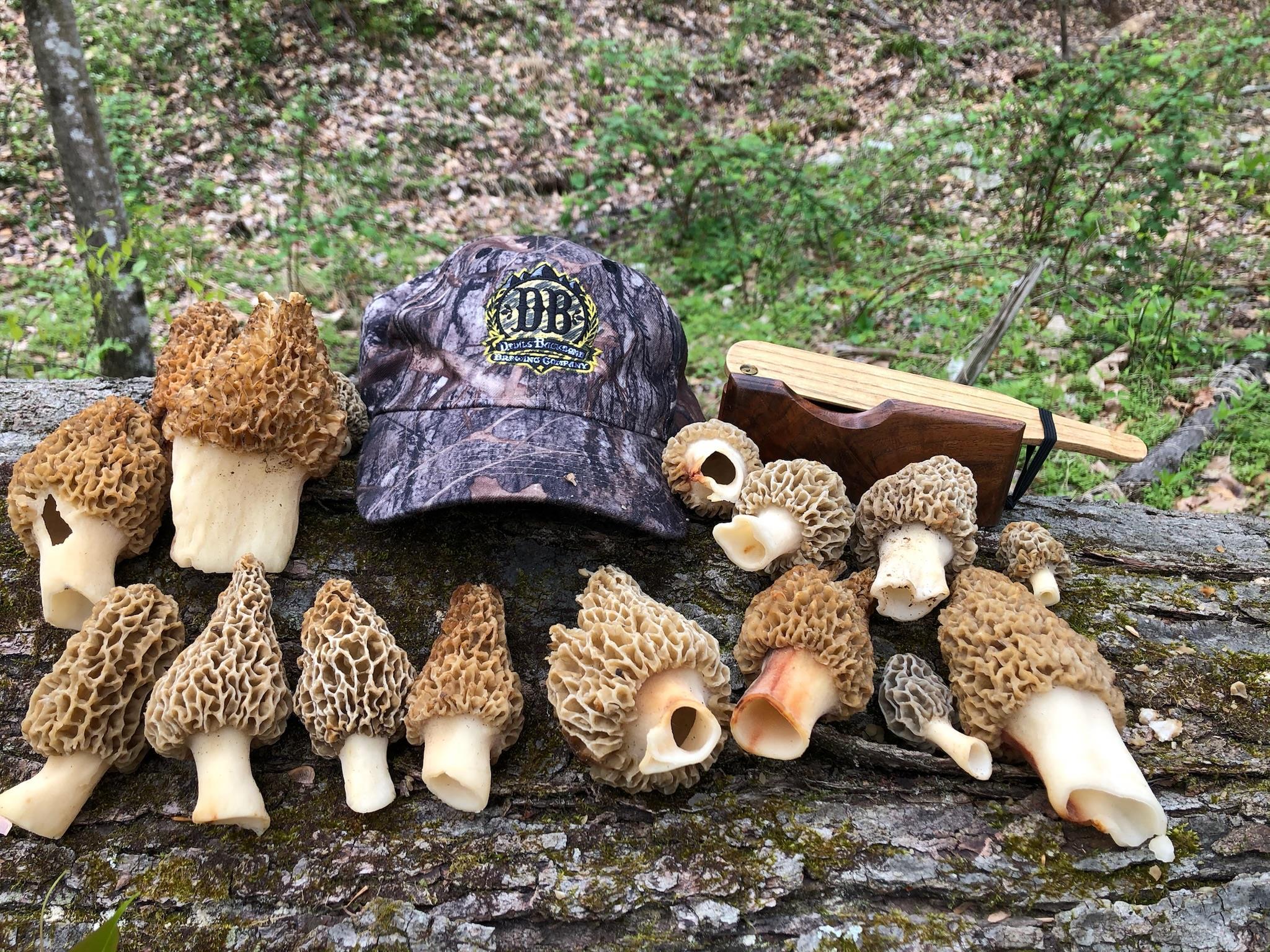 TBD JOHNSON HOLLOW, SCHUYLER, Virginia 22969, ,Farm,TBD JOHNSON HOLLOW,672003 MLS # 672003