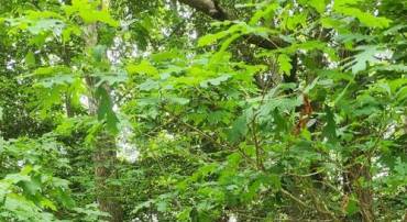 LOT 68 TRAVELER'S CIR, MONTROSS, Virginia 22520, ,Land,For sale,LOT 68 TRAVELER'S CIR,VAWE2010288 MLS # VAWE2010288