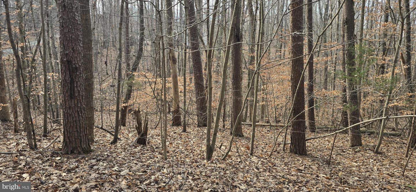 00 LIND HILL LN, SPOUT SPRING, Virginia 24593, ,Land,For sale,00 LIND HILL LN,VAAV2000046 MLS # VAAV2000046 00 LIND HILL LN, SPOUT SPRING, Virginia 24593, ,Land,For sale,00 LIND HILL LN,VAAV2000046 MLS # VAAV2000046