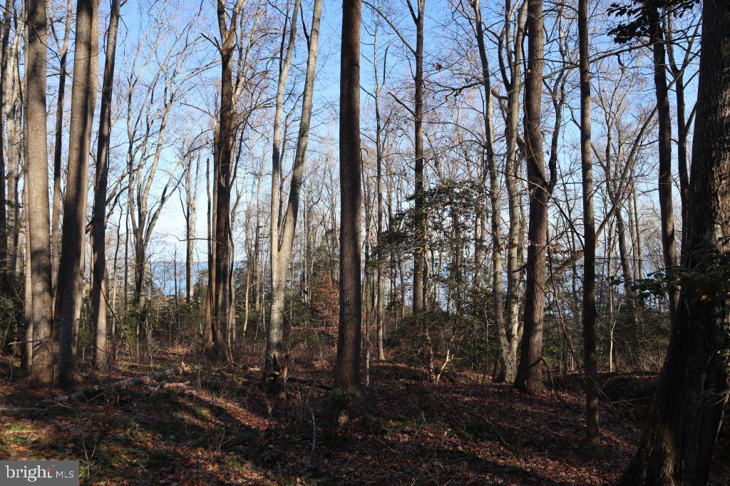 MT PROSPECT RD, LANEVIEW, Virginia 22504, ,Land,For sale,MT PROSPECT RD,VAES2002098 MLS # VAES2002098